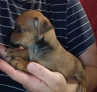 Karson, a male Chihuahua for sale in Maxton, NC – 5 of 6