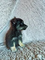 Carlos, a male Chihuahua for sale in Maxton, NC – Photo 2 of 3