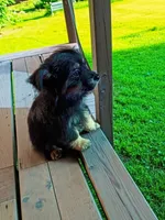 Carlos, a male Chihuahua for sale in Maxton, NC – Photo 3 of 3