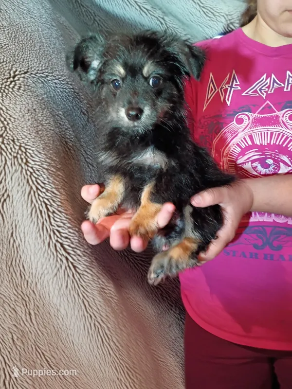 Carlos – Chihuahua puppy for sale in Maxton, NC