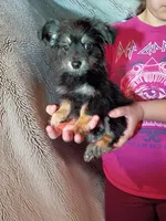 Carlos, a male Chihuahua for sale in Maxton, NC – Photo 1 of 3