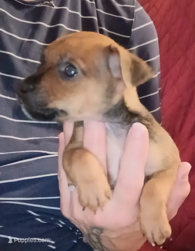 Karson – Chihuahua puppy for sale in Maxton, NC