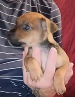 Karson, a male Chihuahua for sale in Maxton, NC – 1 of 6