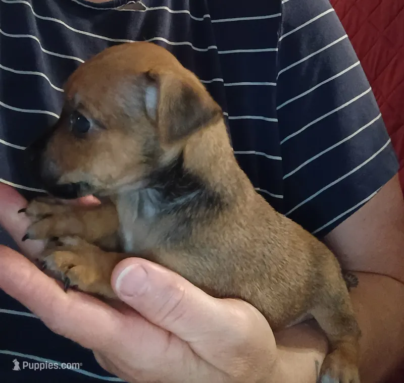 Little Lula – Chihuahua, Miniature Dachshund puppy for sale in Maxton, NC