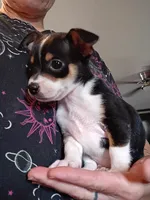  Little Jake, a male Chihuahua for sale in Maxton, NC – 3 of 3