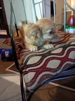Blakie (longhaired), a male Chihuahua and Miniature Dachshund for sale in Maxton, NC – 2 of 6