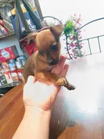 Susie, a female Chihuahua for sale in Maxton, NC – 4 of 4