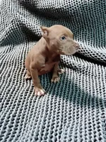 Kiara, a female American Bully for sale in Maxton, NC – Photo 5 of 5