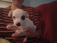 Teacup Spud, a male Chihuahua for sale in Maxton, NC – 3 of 5