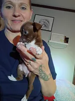 Kate, a female Chihuahua for sale in Maxton, NC – Photo 3 of 4