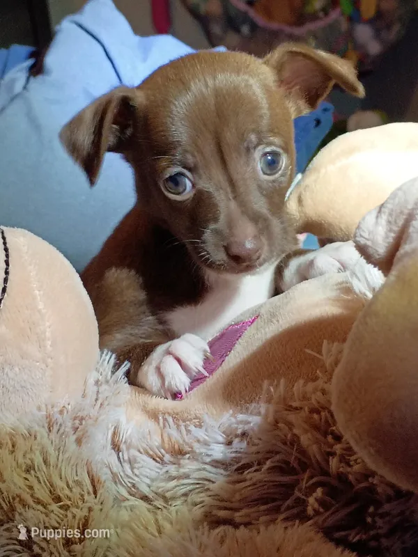 Kate, a female Chihuahua for sale in Maxton, NC – Photo 1 of 4