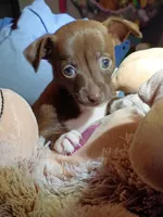 Kate, a female Chihuahua for sale in Maxton, NC – Photo 1 of 4