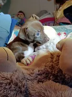 Kate, a female Chihuahua for sale in Maxton, NC – Photo 4 of 4