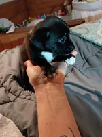 Becca, a female Chihuahua for sale in Maxton, NC – Photo 4 of 4