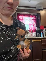 Susie, a female Chihuahua for sale in Maxton, NC – 2 of 4
