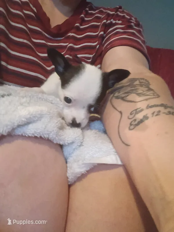 Teacup Teddy – Chihuahua puppy for sale in Maxton, NC