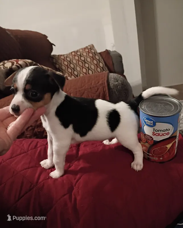 Yanzi – Chihuahua puppy for sale in Maxton, NC