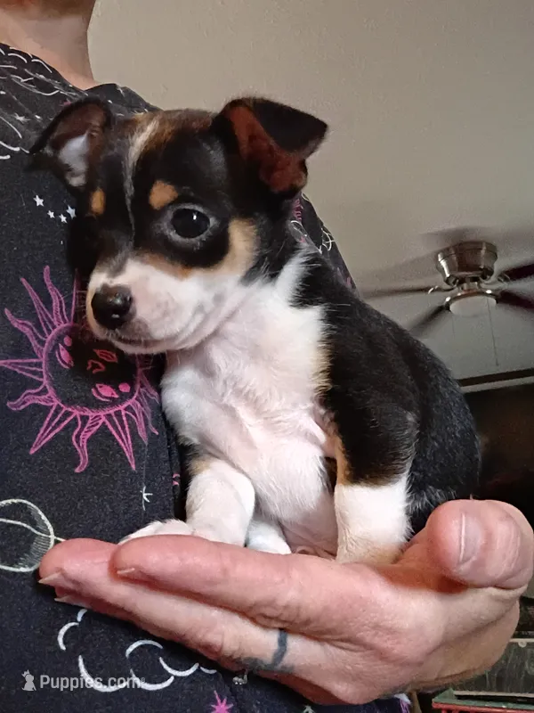 Kyle – Chihuahua puppy for sale in Maxton, NC