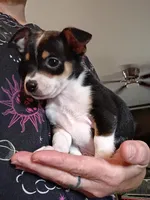 Kyle, a male Chihuahua for sale in Maxton, NC – 1 of 4