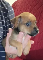 Karson, a male Chihuahua for sale in Maxton, NC – 3 of 6