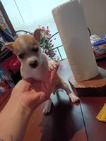 Rylie, a male Chihuahua for sale in Maxton, NC – 1 of 2