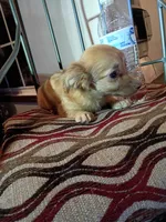 Blakie (longhaired), a male Chihuahua and Miniature Dachshund for sale in Maxton, NC – 4 of 6