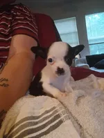 Teacup Teddy, a male Chihuahua for sale in Maxton, NC – 3 of 4