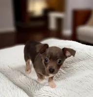 Nala (blu), a female Chihuahua for sale in Maxton, NC – Photo 3 of 3