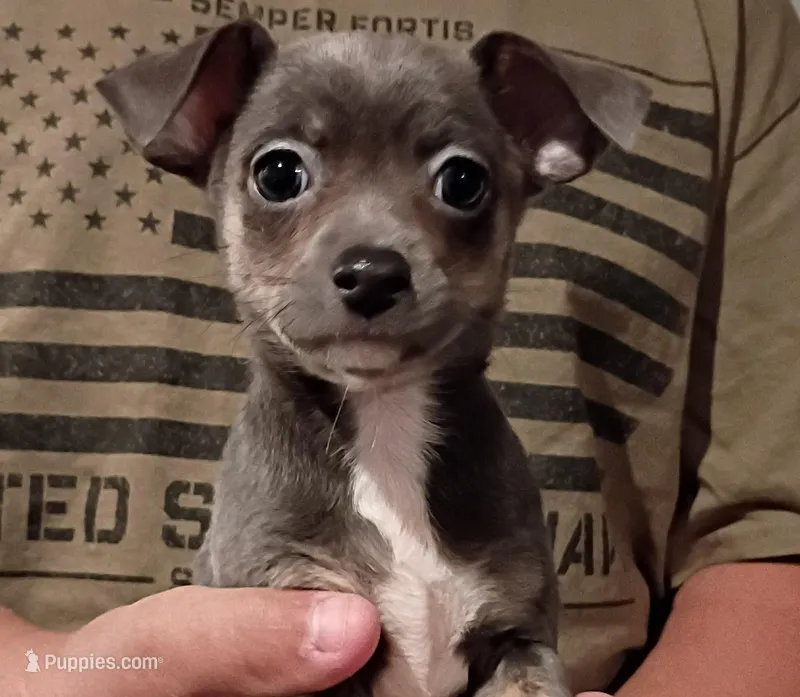 Nala (teacup blu) – Chihuahua puppy for sale in Maxton, NC
