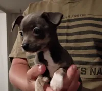 Nala (teacup blu), a female Chihuahua for sale in Maxton, NC – Photo 2 of 5