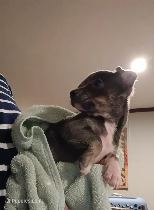 Nala (blu) – Chihuahua puppy for sale in Maxton, NC