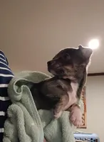 Nala (blu), a female Chihuahua for sale in Maxton, NC – Photo 1 of 3