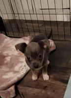 Nala (blu), a female Chihuahua for sale in Maxton, NC – Photo 2 of 3