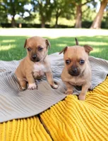 Casey (teacup), a female Chihuahua for sale in Maxton, NC – Photo 3 of 7