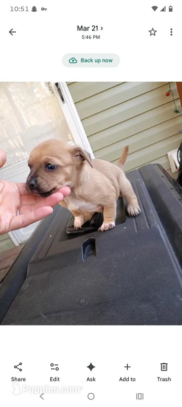 Casey (teacup) – Chihuahua puppy for sale in Maxton, NC