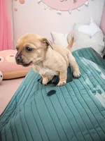 Casey (teacup), a female Chihuahua for sale in Maxton, NC – Photo 7 of 7