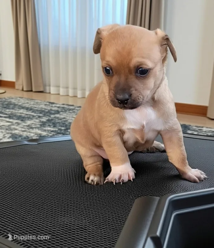 Casey (teacup) – Chihuahua puppy for sale in Maxton, NC