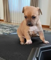 Casey (teacup), a female Chihuahua for sale in Maxton, NC – Photo 1 of 7