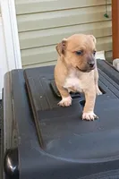 Casey (teacup), a female Chihuahua for sale in Maxton, NC – Photo 4 of 7