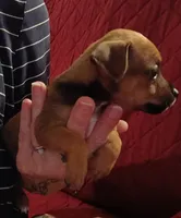 Karson, a male Chihuahua for sale in Maxton, NC – 2 of 6