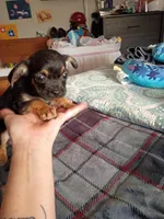 Benny, a male Chihuahua for sale in Maxton, NC – Photo 2 of 2