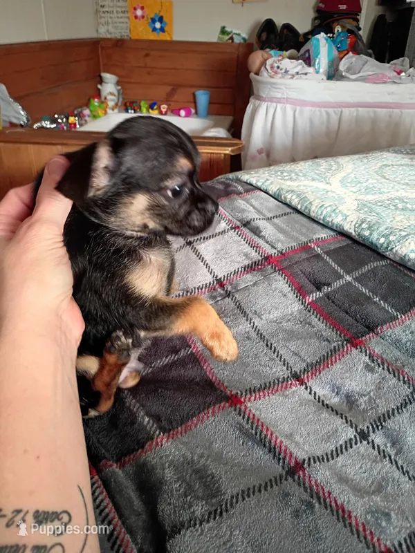 Benny – Chihuahua puppy for sale in Maxton, NC