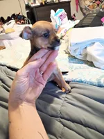 Teddy, a male Chihuahua for sale in Maxton, NC – Photo 1 of 4