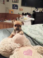 Teddy, a male Chihuahua for sale in Maxton, NC – Photo 4 of 4
