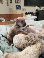 Teddy, a male Chihuahua for sale in Maxton, NC – Photo 3 of 4