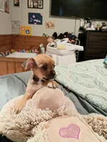Teddy, a male Chihuahua for sale in Maxton, NC – Photo 2 of 4