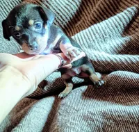 Shayla (teacup), a female Chihuahua for sale in Maxton, NC – Photo 3 of 3