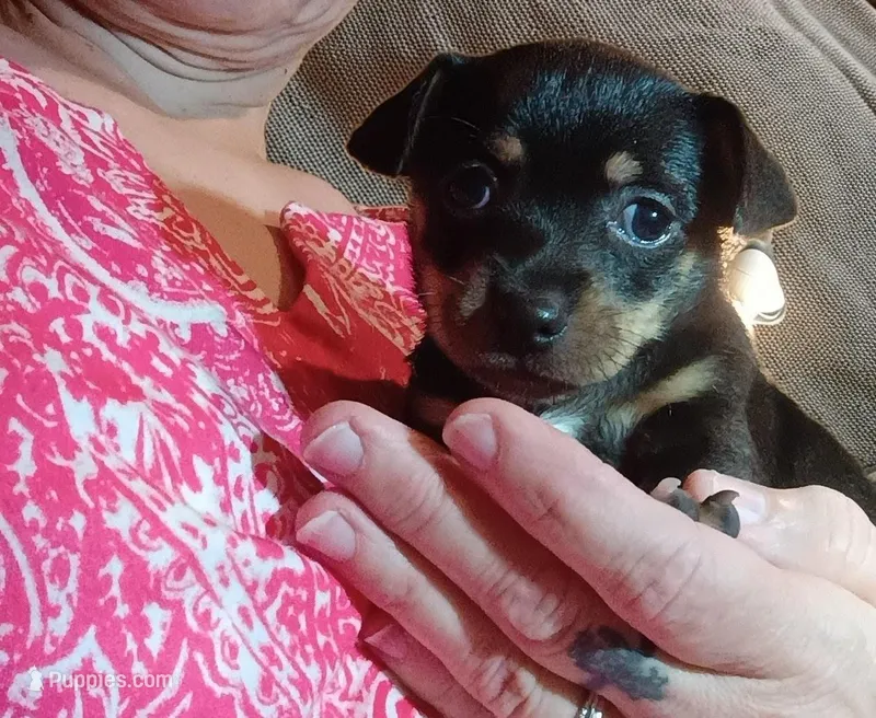 Shayla (teacup) – Chihuahua puppy for sale in Maxton, NC