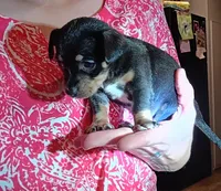 Shayla (teacup), a female Chihuahua for sale in Maxton, NC – Photo 2 of 3