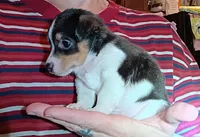 Toby (teacup), a male Chihuahua for sale in Maxton, NC – Photo 4 of 6